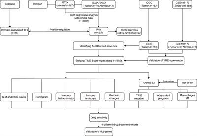 Construction and validation of a RARRES3-based prognostic signature related to the specific immune microenvironment of pancreatic cancer